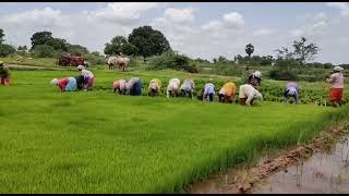 village lo polam natu songs