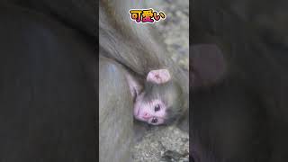 ひょっこり赤ちゃん#shorts #baby #monkey