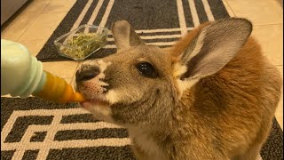 Watch this BEFORE Getting a Kangaroo!