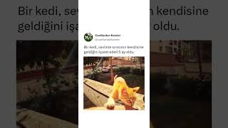 Şimdi sıra onda abisi #kediaski #kedi #instagramcats #catsfunnyvideos #catsofinstagram #kedivadisi