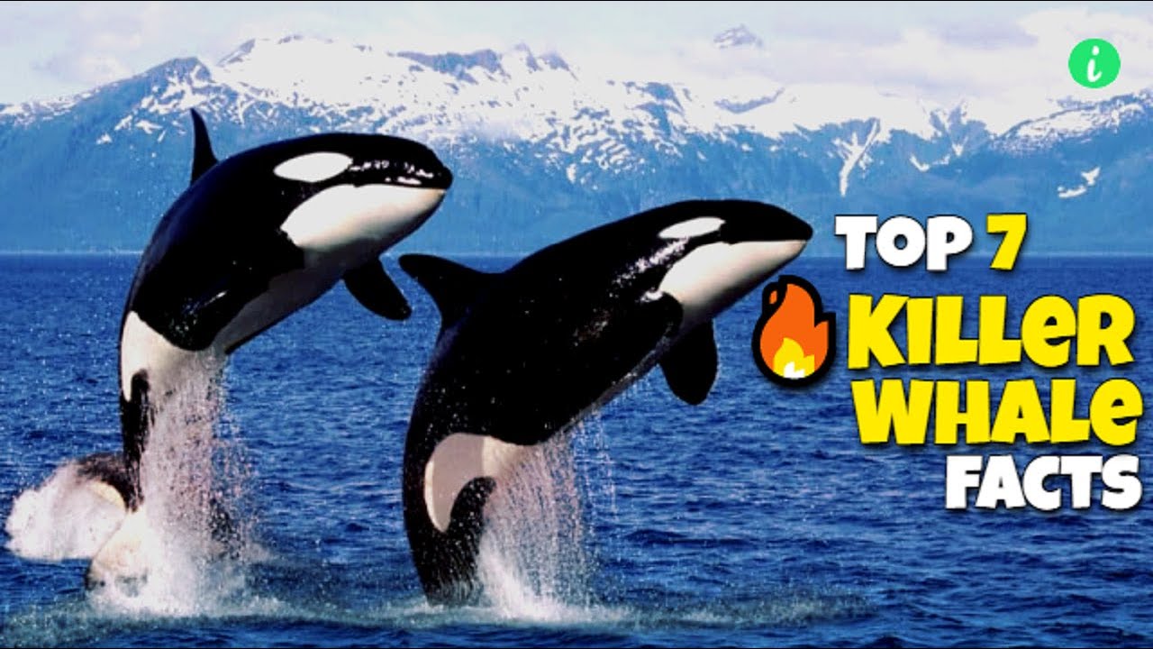 Top 7 Amazing Facts About Killer Whales | Orca Facts | Facts About ...