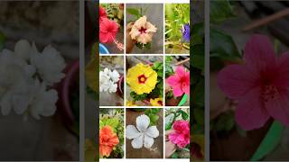 எங்க வீட்டு செம்பருத்தி/#hibiscus /#semparuthi /#homegarden /#trending/#flowers/#ammakaimanam