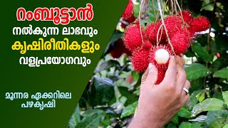 റംബൂട്ടാൻ നൽകുന്ന ലാഭവും , പാലിക്കേണ്ട കൃഷിരീതികളും I Fruits Farming I Makarakoythu I