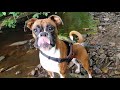 A Story of How We Rescued Layla The Boxer Dog and PUPPIES?