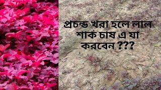 লাল শাক চাষে অতিরিক্ত খরায় করণীয় | Extra drought should be done in red spinach cultivation