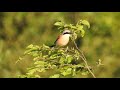 red backed shrike with prey. neuntöter mit beute. eifel. germany