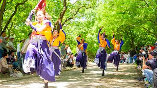 [4K] 心蕾万笑 １部　長居植物園deEXPOよさこい2025×高知県マルシェ 2024