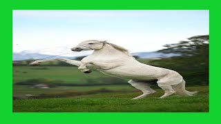Funny Horses Show Strength Try Not To Laugh It's Really Strongest Horse Funny Video 2022 #14