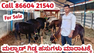 For Sale Pure Malnad gidda Cows  || ಮಲ್ನಾಡ್ ಗಿಡ್ಡ ಹಸುಗಳು ಮಾರಾಟಕ್ಕೆ ಇವೆ || Call 86604 21540 ||