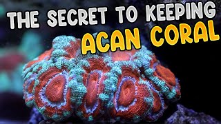 Care Tips For Keeping Acan Coral + Feeding My Coral | Acanthastrea  lordhowensis (Micromussa)