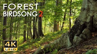 4K Forest Birdsong 2 - Birds Sing in the Woods - No Loop Realtime Birdsong - Relaxing Nature Video