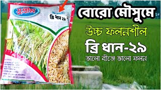 সুপ্রীম সীড এর উচ্চ ফলনশীল হাইব্রিড ব্রী ধান-২৯ |  ভালো বীজে ভালো ফলন | বোরো মৌসুমে উচ্চ ফসল ফলান |