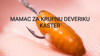 Najbolji mamac za krupne deverike - Kaster  / how to make caster from maggots