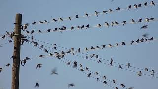 MARTINS FLOCK TOGETHER BEFORE FLIGHT | BIRDS | COMMON HOUSE MARTIN | Delichon Urbica | Road Nature