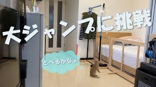 【日常】とろろがアスリート並みの大ジャンプに挑戦しました。