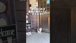 猫猫寺\