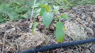 Májusi kert túra. Biodiverzitás-barát kert törekvések. #kert, #biodiversity