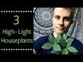 Three High-Light Houseplants