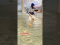 sword 🗡️ gatka performance sikh martial arts nkgg short