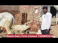 इतनी सुन्दर 17 किलो दूध की हरियाणा गाय for sale haryana cow sahiwal cow dairy farm in haryana