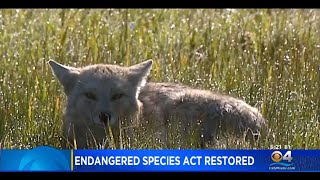 Endangered Species Act Restored