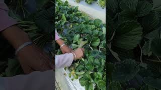 #Strawberry #satisfying #plantingstrawberries #farming #howtogrowstrawberriesathome