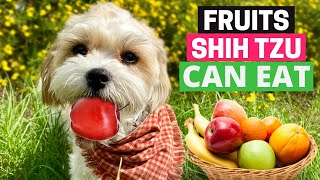 12 Fruits Shih Tzus Can Eat SAFELY (with Feeding Guide)