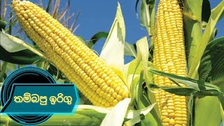 HOW TO BOIL _CORN ON THE_ COB | තම්බපු ඉරිගු | வேகவைத்த சோளம் | PERFECTLY \u0026 Easily 👍