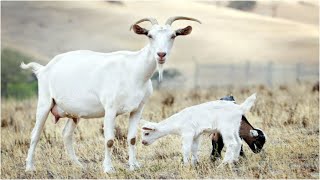 Goat Milking, Goat Farming Technology Goat Farm And Baby Goat Farm in Bangladesh