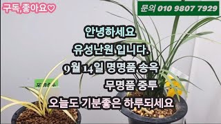 9월14일 (목요일) 무명중투 6만원 송옥 12만원 저렴하게 판매합니다