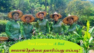 ஊலாங்  தேயிலை தயாரிப்பது எப்படி？ அசத்தும் வீடியோ || Oolong Tea  || Tea garden || beautiful woman