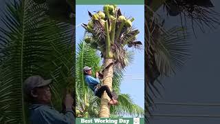 Best working day #1642 The process of cutting the top of a coconut palm tree with a chainsaw