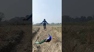 The peocock#peacock #birds #tiger #forest #vfx #viralvideo #nature #naturephotography #ytshorts