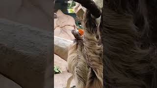 ナマケモノの食事　#sloth #eating