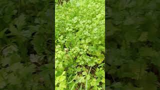 Coriander #nature#village ☘️ধনেপাতা #নিজ হাতে লাগানো#