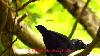 亞洲輝椋鳥 Asian Glossy Starling , Taiwan 28/04/2016