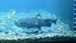 201117シロザケの産卵：標津サーモン科学館　Chum salmon spawning at Shibetsu Salmon Museum