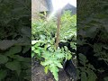 Growing tomatoes 🍅 in organic small garden | OneJoy inVillage