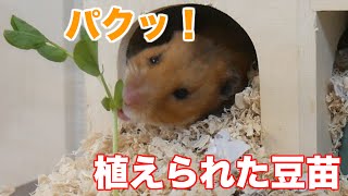 大好きな豆苗を植えてみた【ゴールデンハムスター】