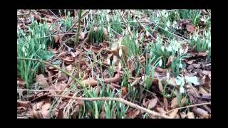 snowdrop 2015