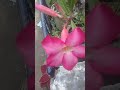 indahnya bunga kamboja ping adenium #flowers#shortsvideo