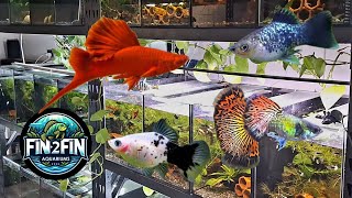 Back in the Fish Room, in depth tour of every tank in the room.