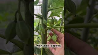 Oakleaf papaya.