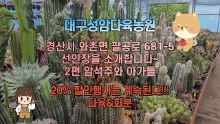 대구성암다육농원 선인장을 소개합니다~~ 2편 암석주와 아가들