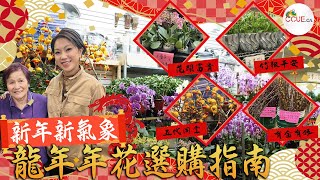 #CCUE｜龍年多倫多花市直擊 花店老闆傳授年花種植獨門秘方 盆桔噴洗潔精四季都結果？蘭花不能照頭淋？銀柳、串串金後院種大樹 #多倫多生活 #農曆新年