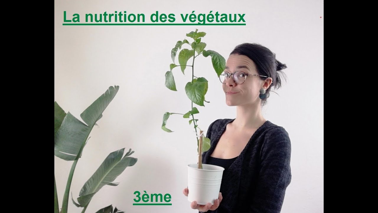 La Nutrition Des Végétaux - 3ème - Madame SVT - YouTube