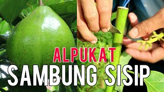 Cara menanam alpukat dengan teknik sambung pucuk dan sambung sisip bagian kedua