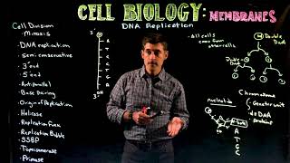 DNA Replication: Introduction