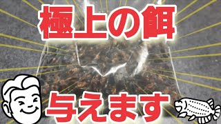 【閲覧注意】冷凍コオロギをアロワナに与えながら餌やりについて語ります【アロワナ餌やり】