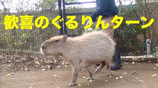 歓喜のぐるりんターン！　大宮公園のカピバラたち